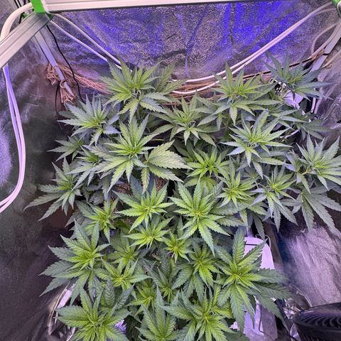 Orange Hippo x Lemon Skunk x Purple Haze x Gelato x Gorilla Glue growlog timeline photo