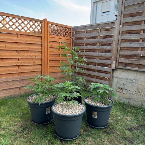 Orange Hippo x Lemon Skunk x Purple Haze x Gelato x Gorilla Glue growlog timeline photo