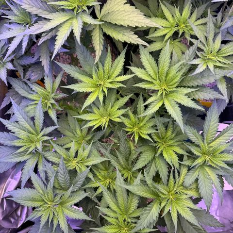 Orange Hippo x Lemon Skunk x Purple Haze x Gelato x Gorilla Glue growlog timeline photo