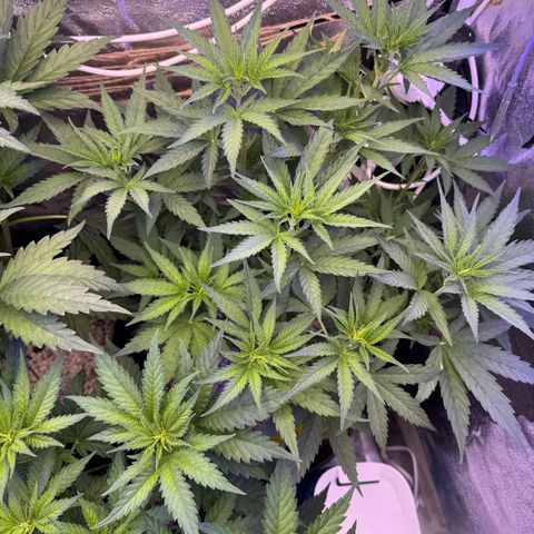 Orange Hippo x Lemon Skunk x Purple Haze x Gelato x Gorilla Glue growlog timeline photo
