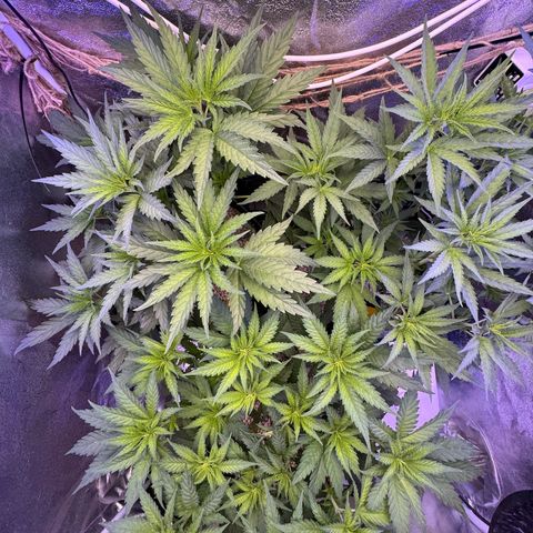 Orange Hippo x Lemon Skunk x Purple Haze x Gelato x Gorilla Glue growlog timeline photo