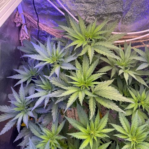 Orange Hippo x Lemon Skunk x Purple Haze x Gelato x Gorilla Glue growlog timeline photo