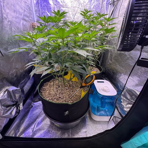Orange Hippo x Lemon Skunk x Purple Haze x Gelato x Gorilla Glue growlog timeline photo