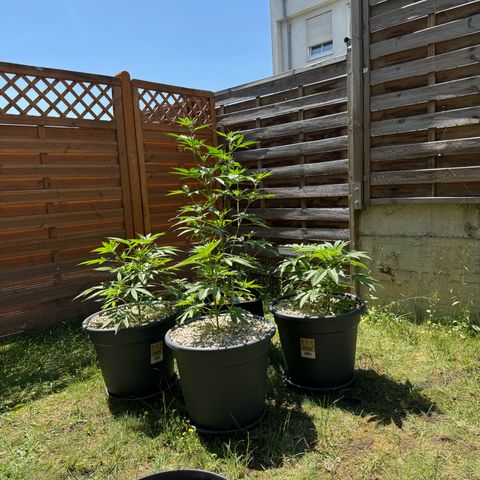 Orange Hippo x Lemon Skunk x Purple Haze x Gelato x Gorilla Glue growlog timeline photo