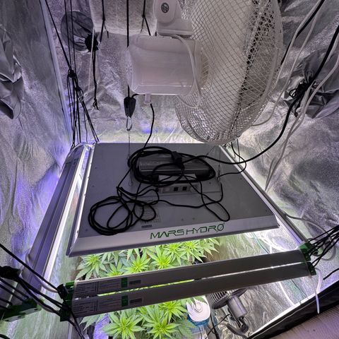 Orange Hippo x Lemon Skunk x Purple Haze x Gelato x Gorilla Glue growlog timeline photo