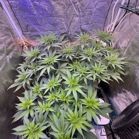 Orange Hippo x Lemon Skunk x Purple Haze x Gelato x Gorilla Glue growlog timeline photo
