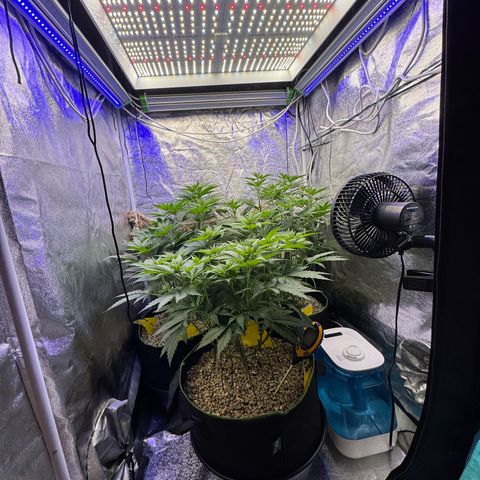 Orange Hippo x Lemon Skunk x Purple Haze x Gelato x Gorilla Glue growlog timeline photo