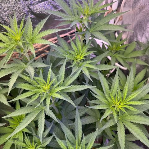 Orange Hippo x Lemon Skunk x Purple Haze x Gelato x Gorilla Glue growlog timeline photo