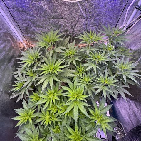 Orange Hippo x Lemon Skunk x Purple Haze x Gelato x Gorilla Glue growlog timeline photo