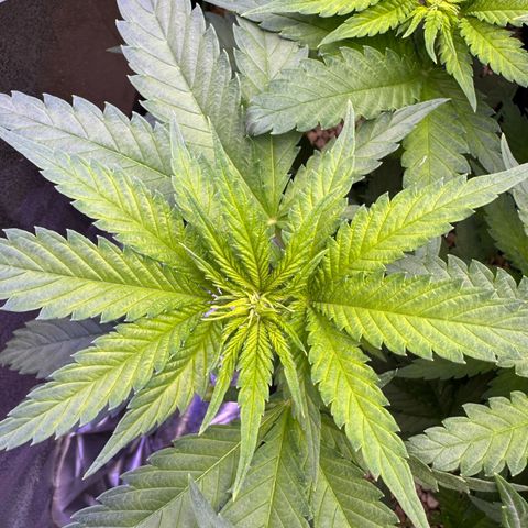 Orange Hippo x Lemon Skunk x Purple Haze x Gelato x Gorilla Glue growlog timeline photo