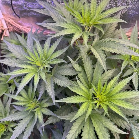 Orange Hippo x Lemon Skunk x Purple Haze x Gelato x Gorilla Glue growlog timeline photo