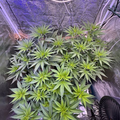 Orange Hippo x Lemon Skunk x Purple Haze x Gelato x Gorilla Glue growlog timeline photo