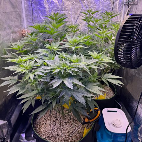 Orange Hippo x Lemon Skunk x Purple Haze x Gelato x Gorilla Glue growlog timeline photo