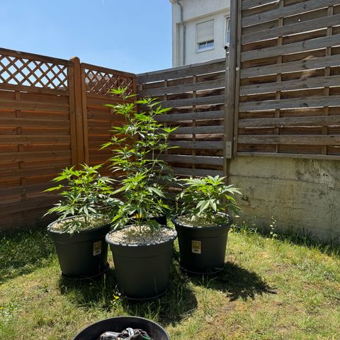 Orange Hippo x Lemon Skunk x Purple Haze x Gelato x Gorilla Glue growlog timeline photo