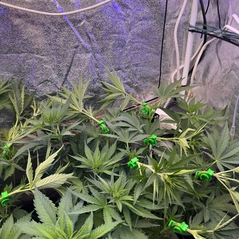 Orange Hippo x Lemon Skunk x Purple Haze x Gelato x Gorilla Glue growlog timeline photo