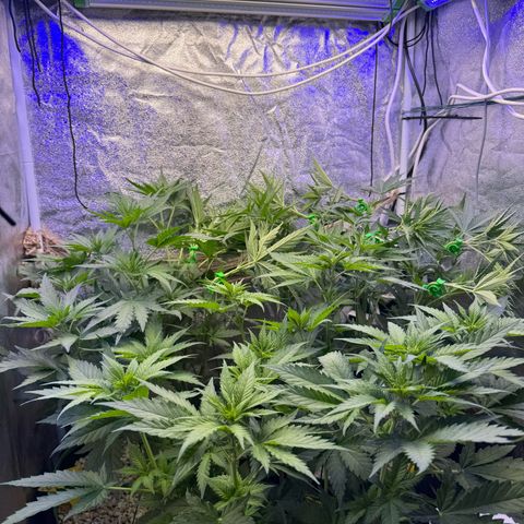 Orange Hippo x Lemon Skunk x Purple Haze x Gelato x Gorilla Glue growlog timeline photo