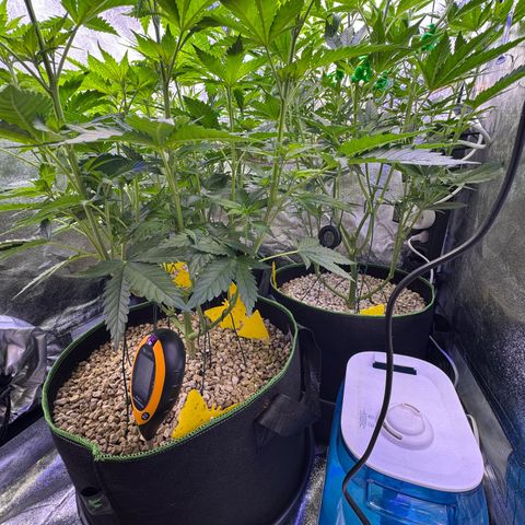 Orange Hippo x Lemon Skunk x Purple Haze x Gelato x Gorilla Glue growlog timeline photo
