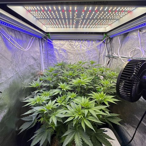 Orange Hippo x Lemon Skunk x Purple Haze x Gelato x Gorilla Glue growlog timeline photo