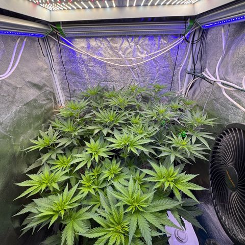 Orange Hippo x Lemon Skunk x Purple Haze x Gelato x Gorilla Glue growlog timeline photo
