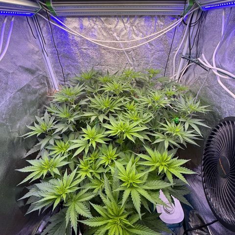 Orange Hippo x Lemon Skunk x Purple Haze x Gelato x Gorilla Glue growlog timeline photo