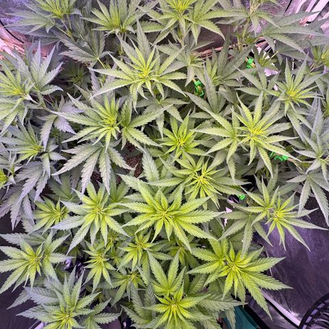 Orange Hippo x Lemon Skunk x Purple Haze x Gelato x Gorilla Glue growlog timeline photo