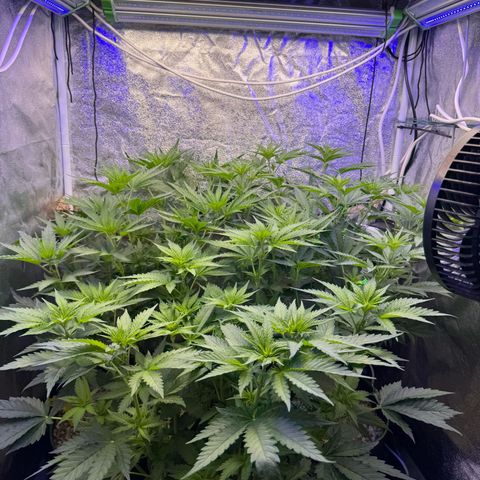 Orange Hippo x Lemon Skunk x Purple Haze x Gelato x Gorilla Glue growlog timeline photo