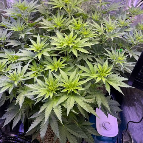 Orange Hippo x Lemon Skunk x Purple Haze x Gelato x Gorilla Glue growlog timeline photo
