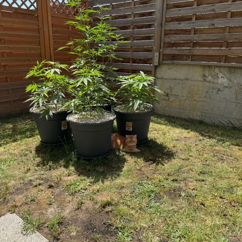 Orange Hippo x Lemon Skunk x Purple Haze x Gelato x Gorilla Glue growlog timeline photo