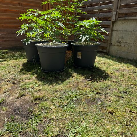 Orange Hippo x Lemon Skunk x Purple Haze x Gelato x Gorilla Glue growlog timeline photo
