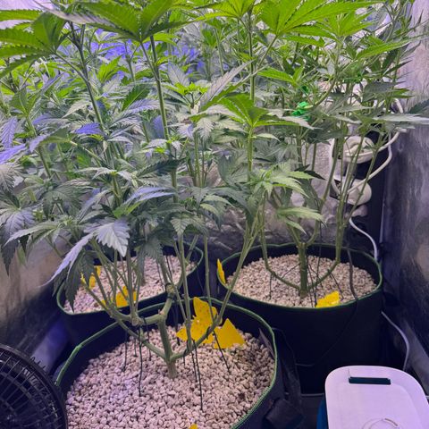 Orange Hippo x Lemon Skunk x Purple Haze x Gelato x Gorilla Glue growlog timeline photo
