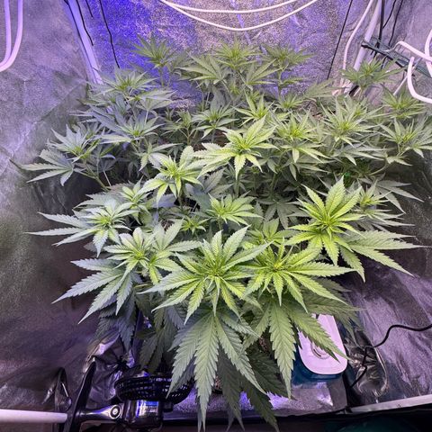 Orange Hippo x Lemon Skunk x Purple Haze x Gelato x Gorilla Glue growlog timeline photo