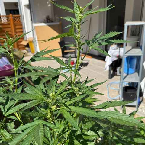 Orange Hippo x Lemon Skunk x Purple Haze x Gelato x Gorilla Glue growlog timeline photo