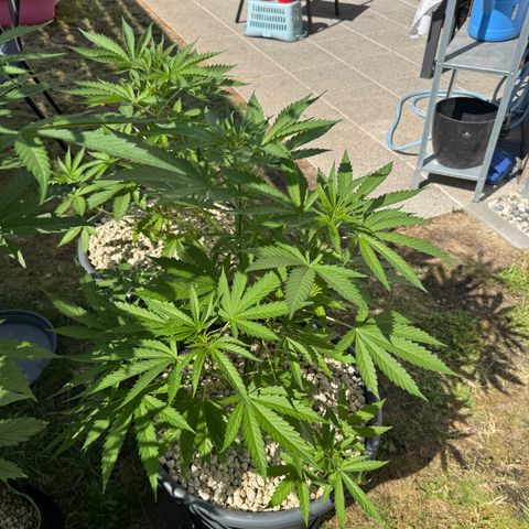 Orange Hippo x Lemon Skunk x Purple Haze x Gelato x Gorilla Glue growlog timeline photo