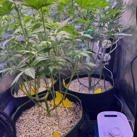 Orange Hippo x Lemon Skunk x Purple Haze x Gelato x Gorilla Glue growlog timeline photo