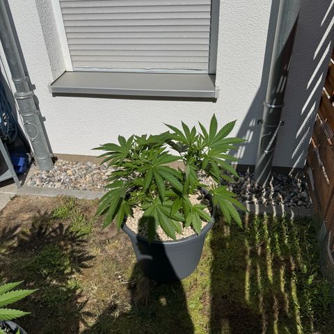 Orange Hippo x Lemon Skunk x Purple Haze x Gelato x Gorilla Glue growlog timeline photo