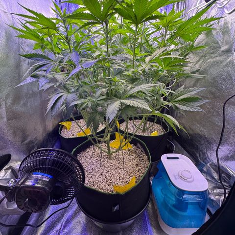 Orange Hippo x Lemon Skunk x Purple Haze x Gelato x Gorilla Glue growlog timeline photo