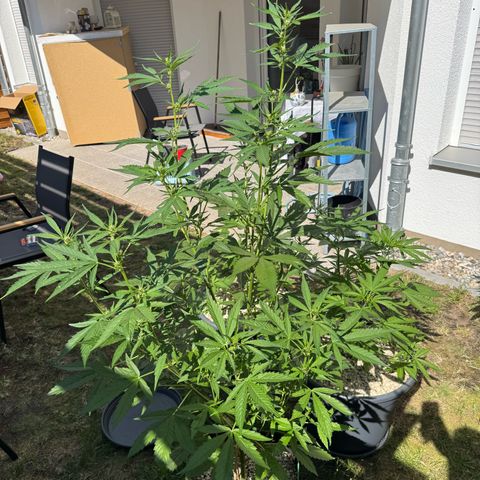 Orange Hippo x Lemon Skunk x Purple Haze x Gelato x Gorilla Glue growlog timeline photo