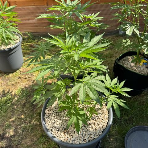Orange Hippo x Lemon Skunk x Purple Haze x Gelato x Gorilla Glue growlog timeline photo