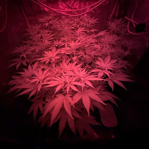 Orange Hippo x Lemon Skunk x Purple Haze x Gelato x Gorilla Glue growlog timeline photo