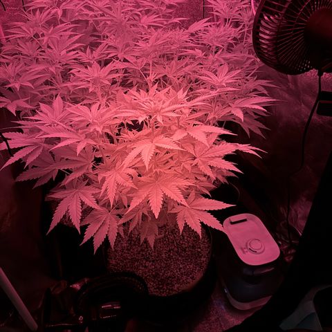 Orange Hippo x Lemon Skunk x Purple Haze x Gelato x Gorilla Glue growlog timeline photo