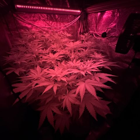 Orange Hippo x Lemon Skunk x Purple Haze x Gelato x Gorilla Glue growlog timeline photo