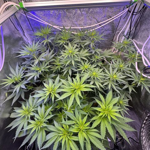 Orange Hippo x Lemon Skunk x Purple Haze x Gelato x Gorilla Glue growlog timeline photo