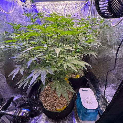 Orange Hippo x Lemon Skunk x Purple Haze x Gelato x Gorilla Glue growlog timeline photo