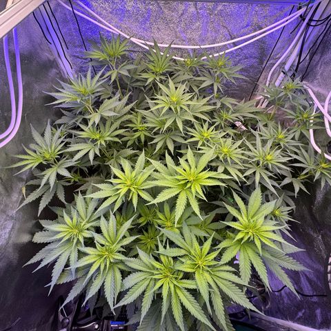 Orange Hippo x Lemon Skunk x Purple Haze x Gelato x Gorilla Glue growlog timeline photo