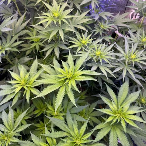 Orange Hippo x Lemon Skunk x Purple Haze x Gelato x Gorilla Glue growlog timeline photo