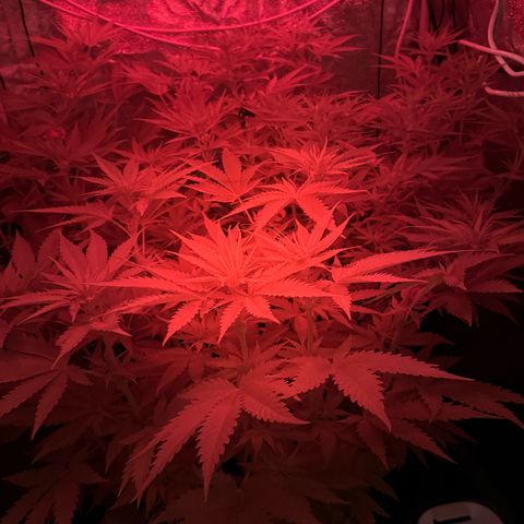 Orange Hippo x Lemon Skunk x Purple Haze x Gelato x Gorilla Glue growlog timeline photo