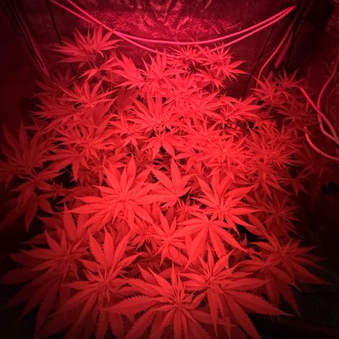 Orange Hippo x Lemon Skunk x Purple Haze x Gelato x Gorilla Glue growlog timeline photo