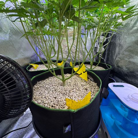 Orange Hippo x Lemon Skunk x Purple Haze x Gelato x Gorilla Glue growlog timeline photo