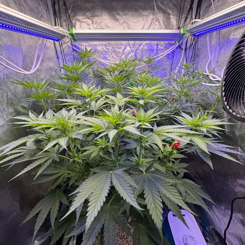 Orange Hippo x Lemon Skunk x Purple Haze x Gelato x Gorilla Glue growlog timeline photo