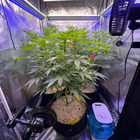 Orange Hippo x Lemon Skunk x Purple Haze x Gelato x Gorilla Glue growlog timeline photo
